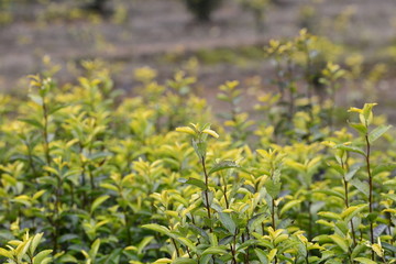 湖州德清天然黄化茶