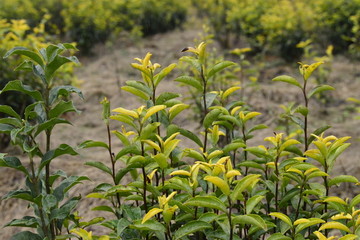 湖州德清天然黄化茶