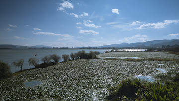 滇池湿地风光