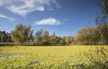 滇池湿地风景