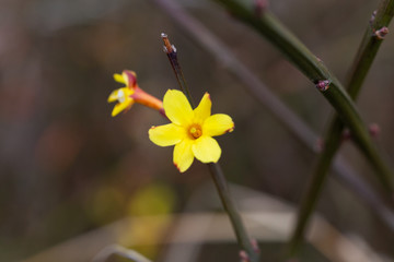 迎春花