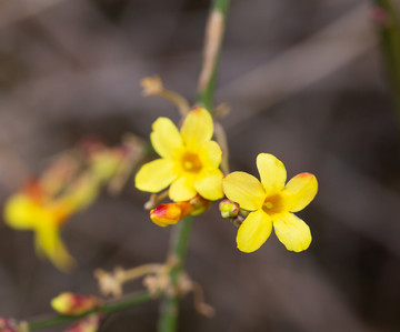 迎春花