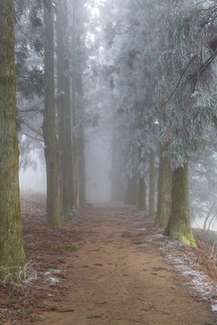 庐山树