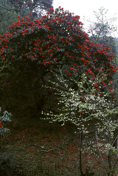 菌子山大树杜鹃