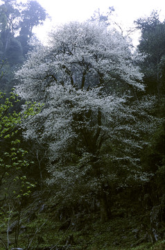 菌子山巨大的野樱桃