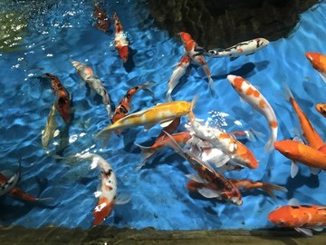 海洋馆锦鲤鱼类