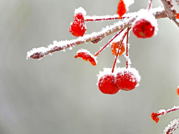 雪中红果