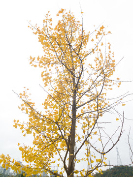 秋天银杏树金黄的树叶