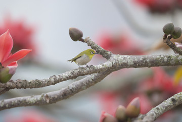 木棉花