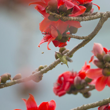 木棉花