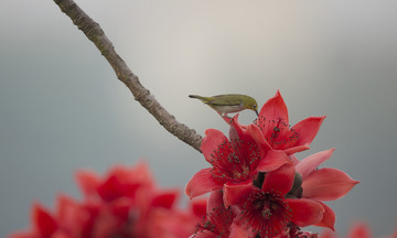 木棉花