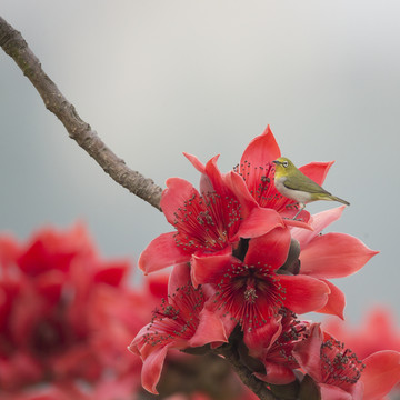 木棉花