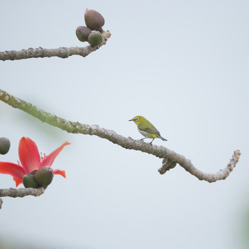 鸟