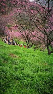 梅花山