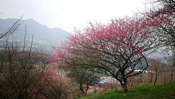 梅花山