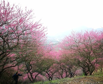 浙江宁波奉化溪口梅花山