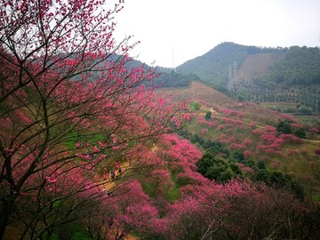 梅花山