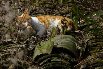 田园猫