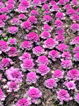 地上紫色的花朵