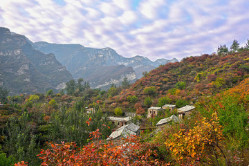 坡峰岭红叶