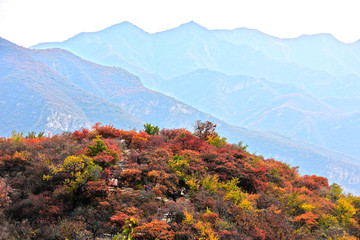 坡峰岭红叶