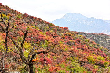 坡峰岭红叶