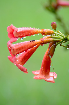 凌霄花开