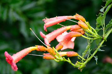 凌霄花开