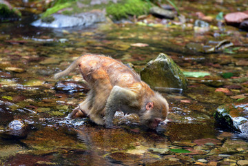 猴子饮水