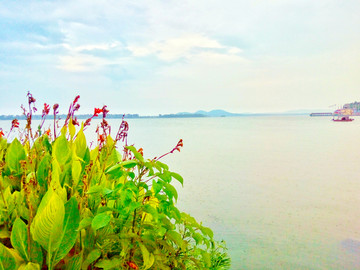 武汉东湖风景