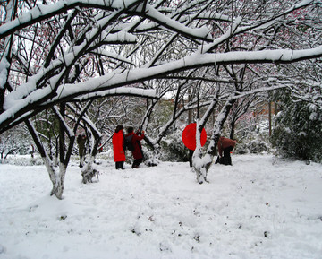 雪中红颜