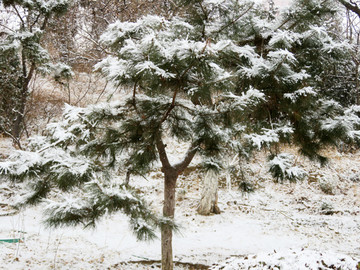 雪景