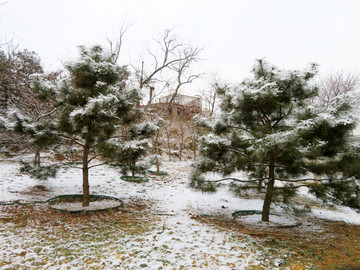 雪景