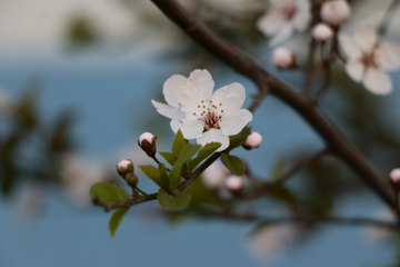 樱花