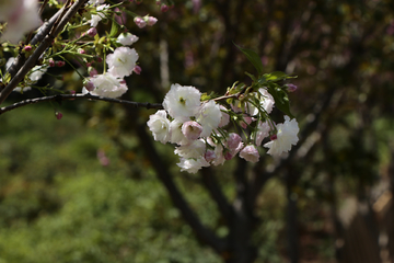 木槿花