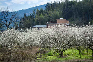 春天油画