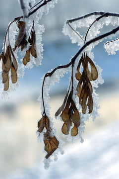 冰雪