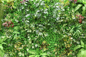 高清花卉绿植墙