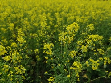 油菜花