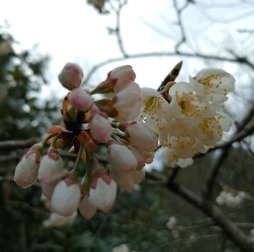 樱桃花