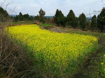 油菜花田