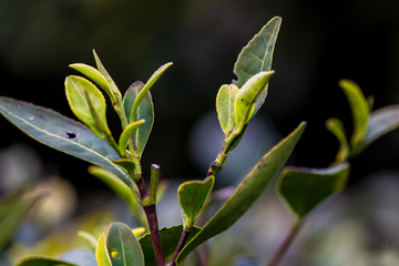 清明茶