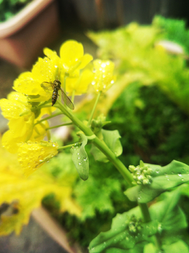 油菜花