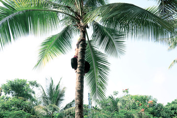 爬椰子树采椰子