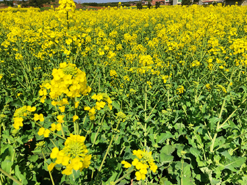 油菜花