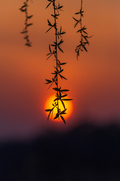 夕阳下的柳枝