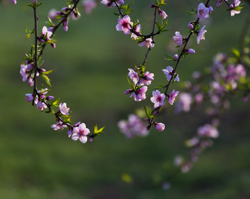 桃花