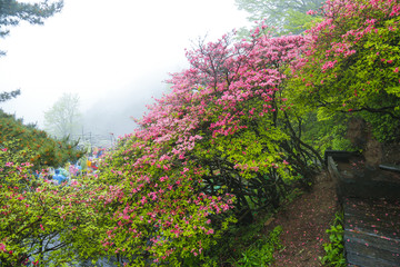 麻城杜鹃花