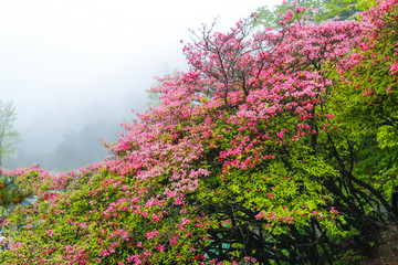 山里杜鹃