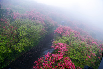 麻城杜鹃花